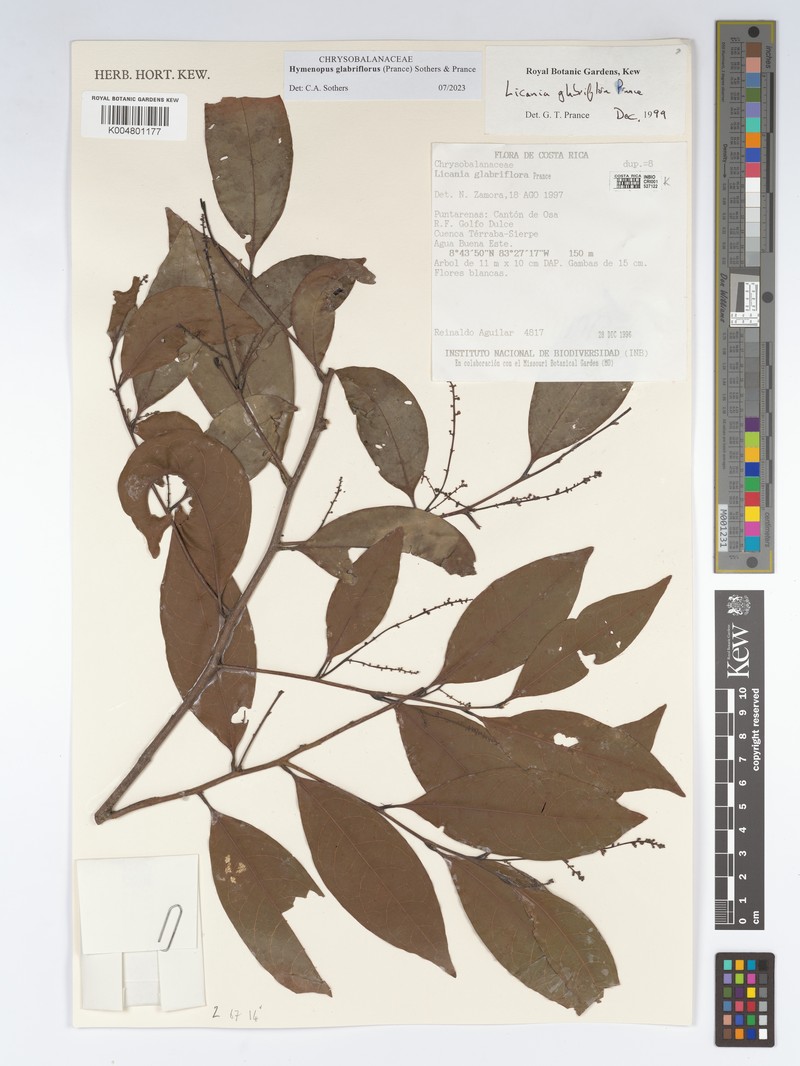 Hymenopus glabriflorus photo 2