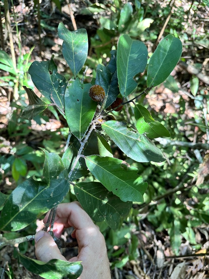 Hymenopus heteromorphus photo 2