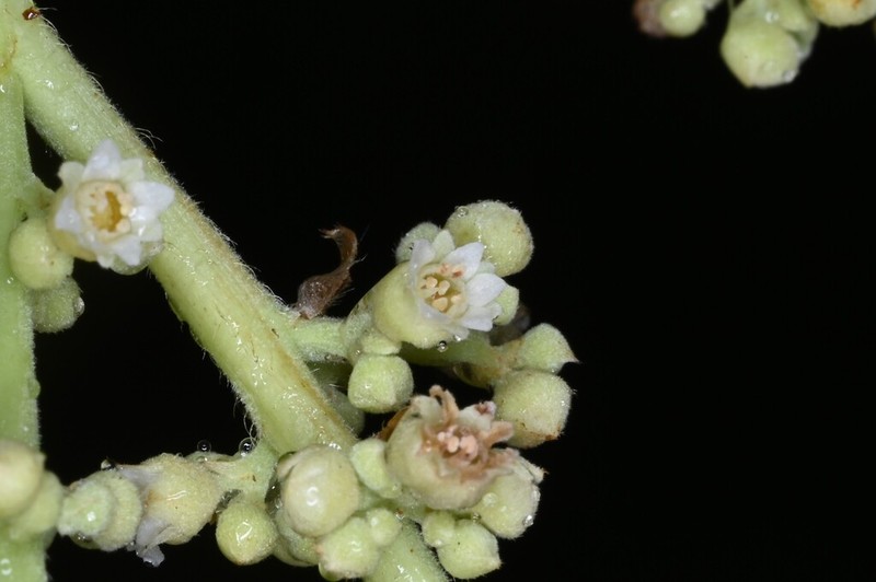 Hymenopus heteromorphus photo 4