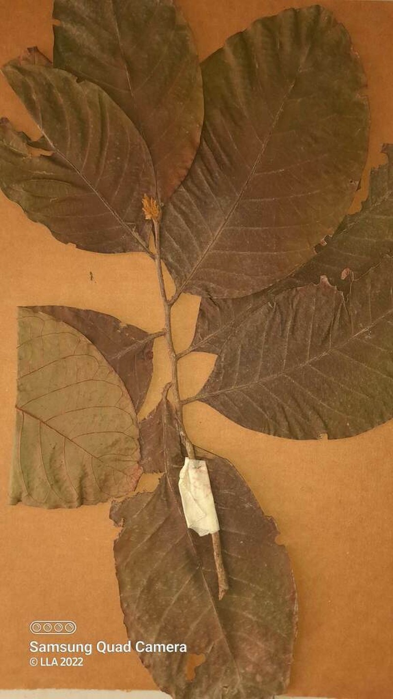 Hymenopus heteromorphus photo 5