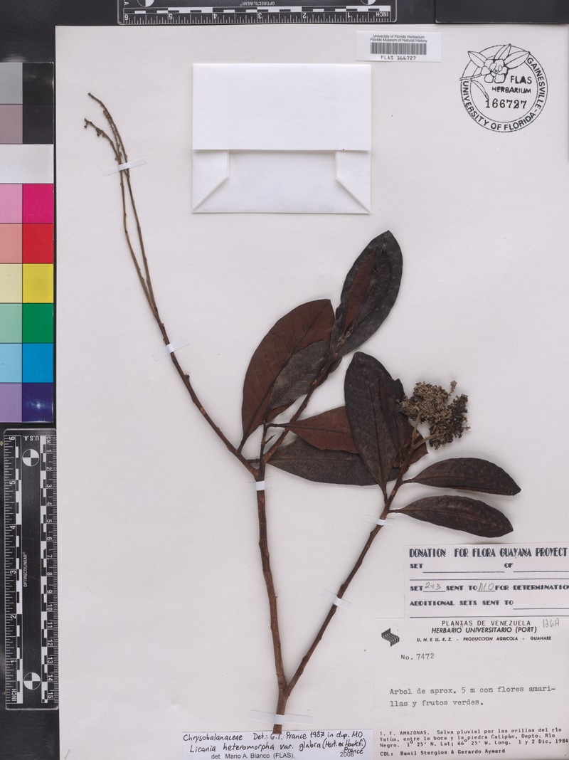 Hymenopus heteromorphus var. glaber