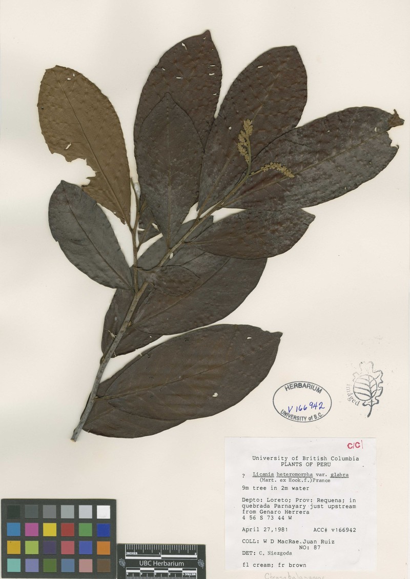 Hymenopus heteromorphus var. glaber photo 2