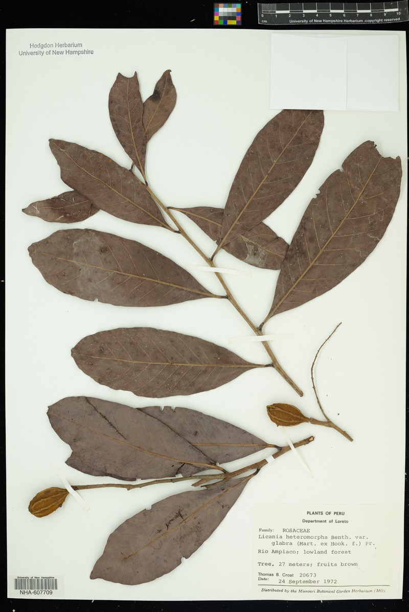 Hymenopus heteromorphus var. glaber photo 3