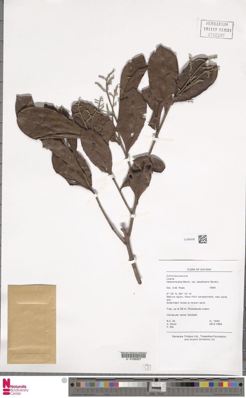 Hymenopus heteromorphus var. perplexans