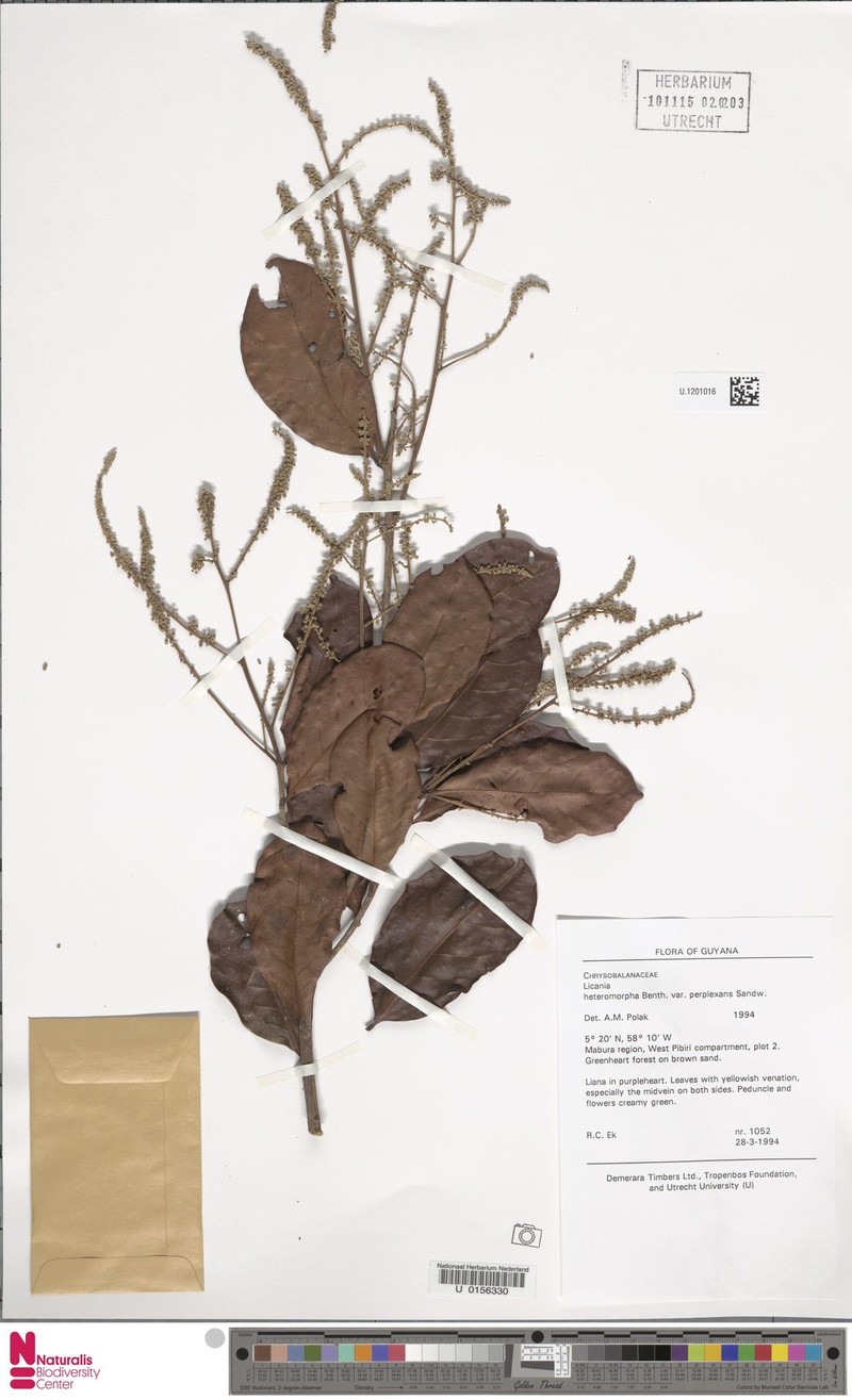 Hymenopus heteromorphus var. perplexans photo 2