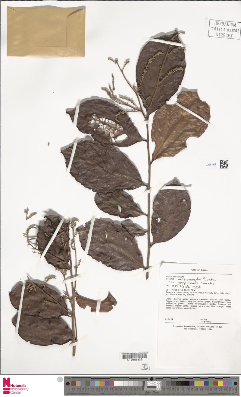 Hymenopus heteromorphus var. perplexans photo 3