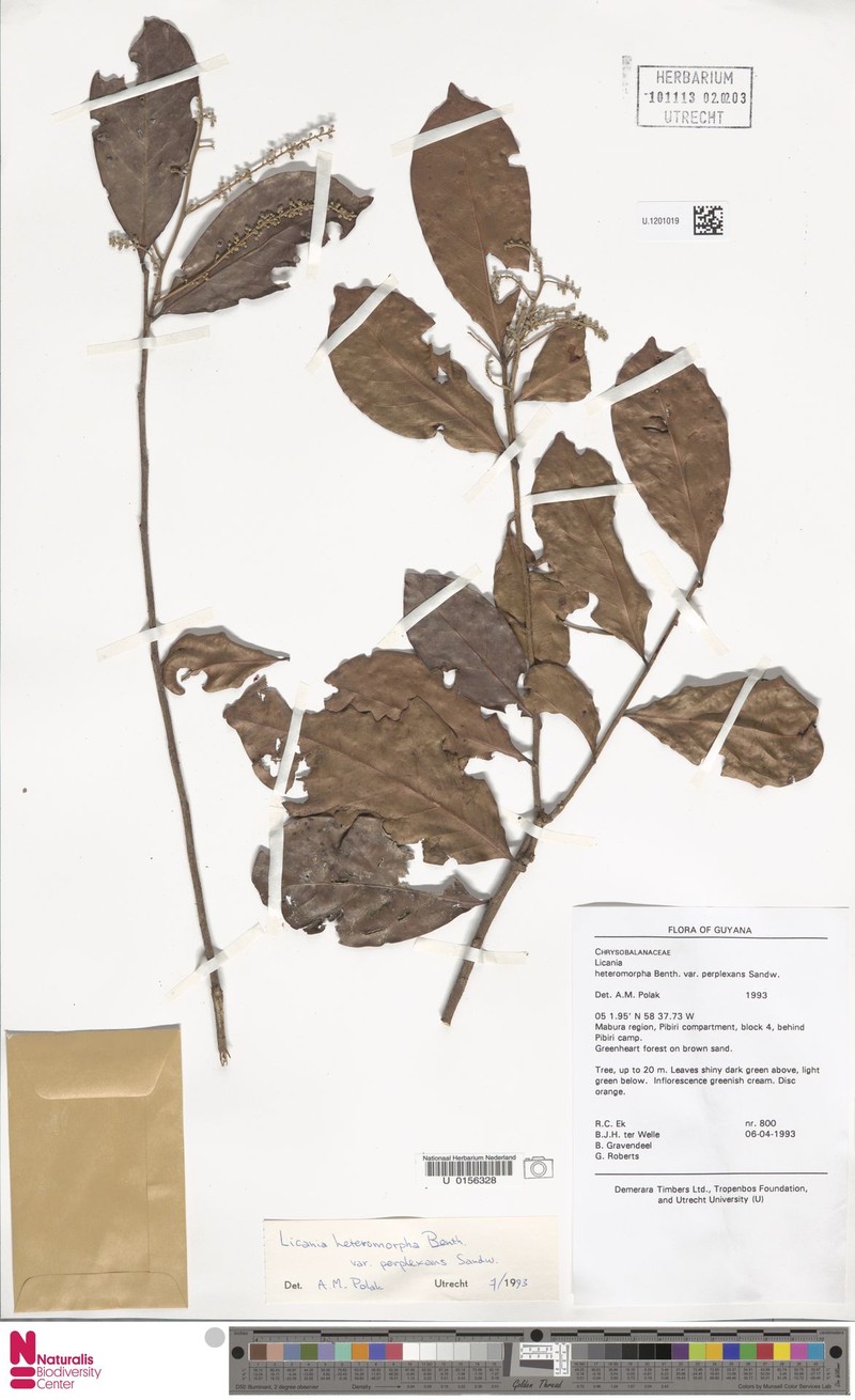 Hymenopus heteromorphus var. perplexans photo 4