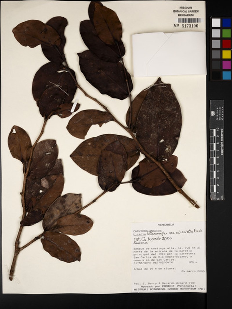 Hymenopus heteromorphus var. subcordatus