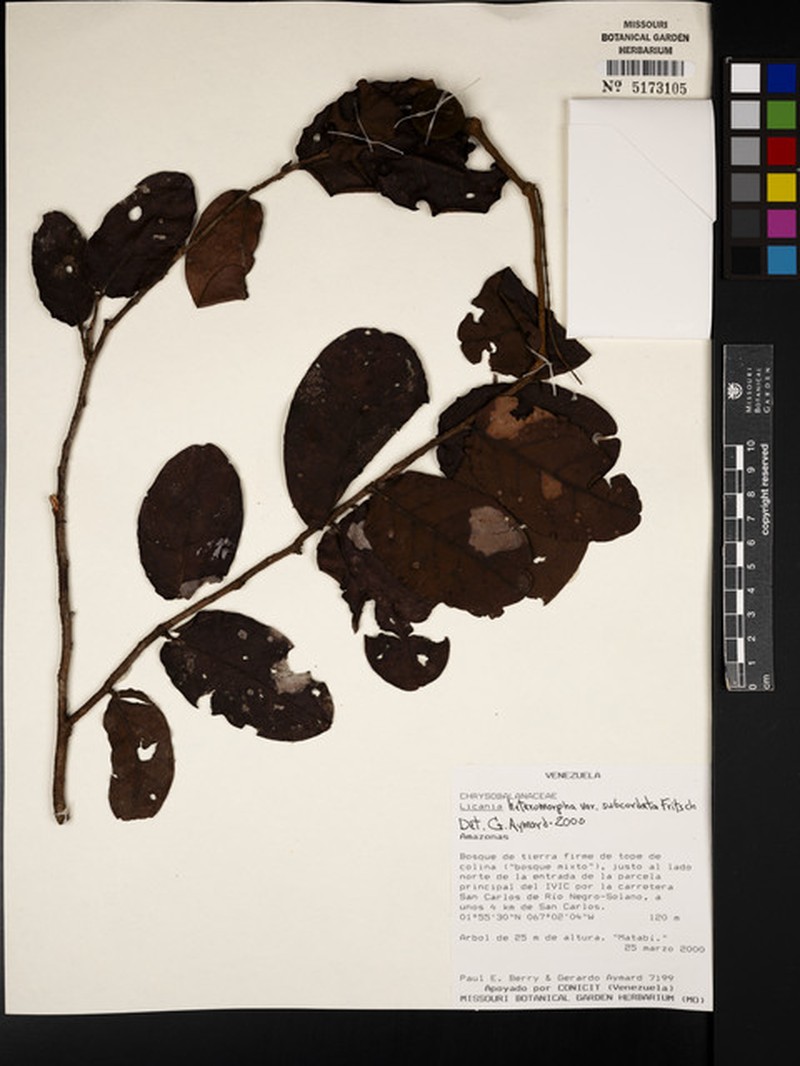 Hymenopus heteromorphus var. subcordatus photo 2