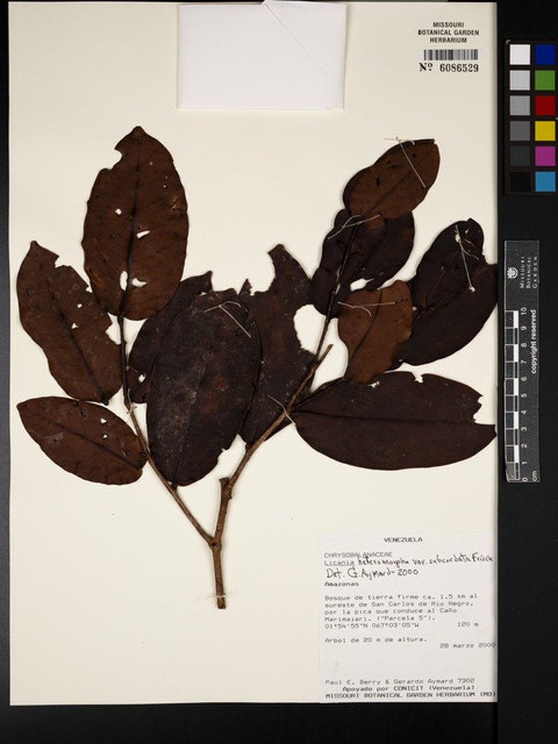 Hymenopus heteromorphus var. subcordatus photo 3
