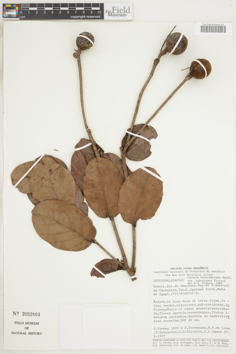 Hymenopus heteromorphus var. subcordatus photo 4