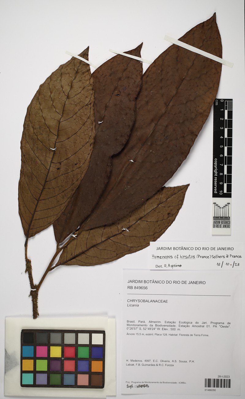 Hymenopus hirsutus