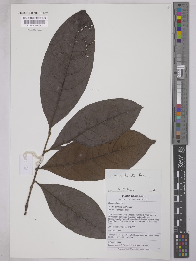 Hymenopus hirsutus photo 2