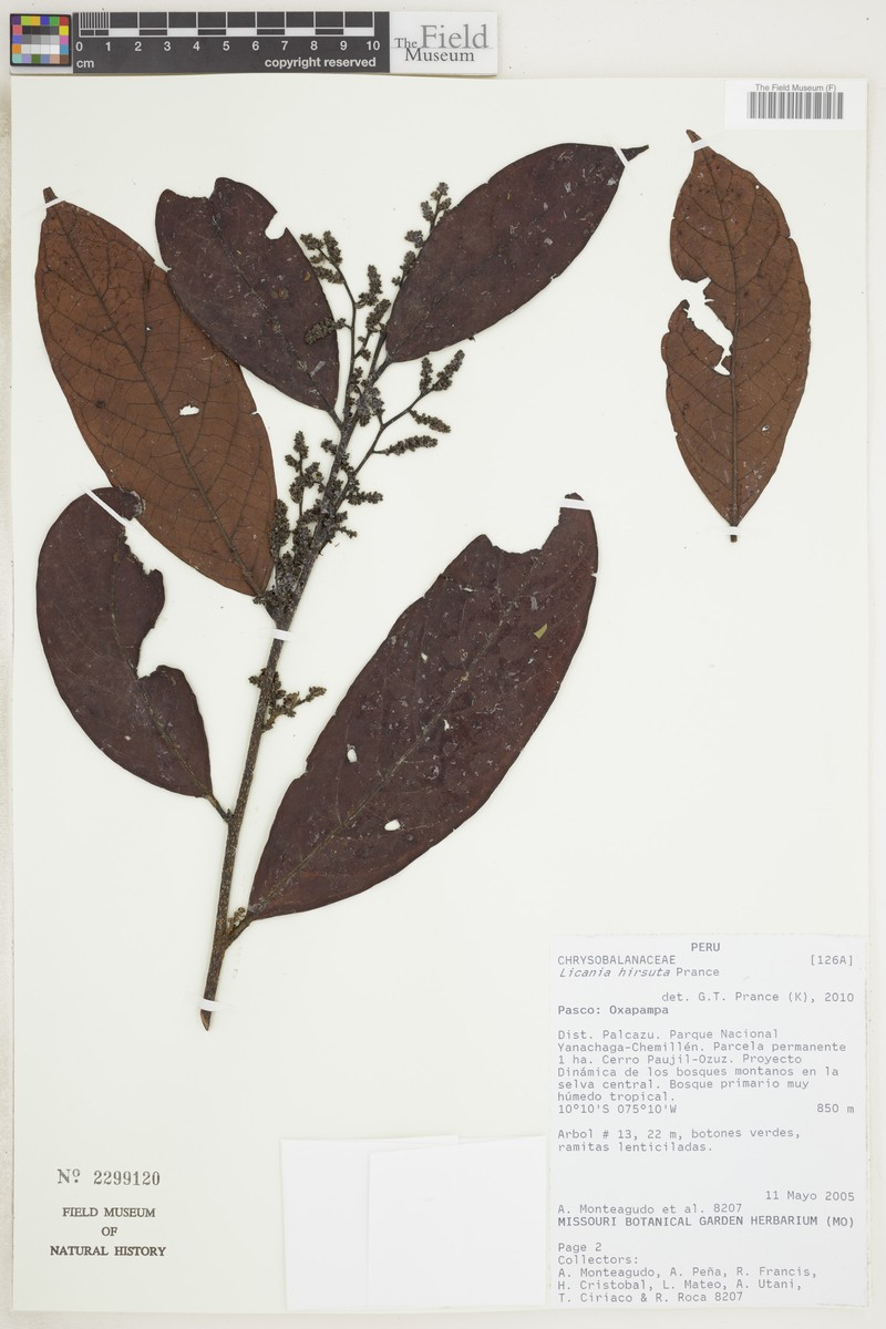 Hymenopus hirsutus photo 3