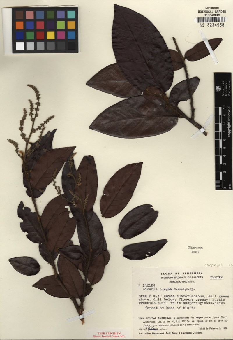 Hymenopus hispidus