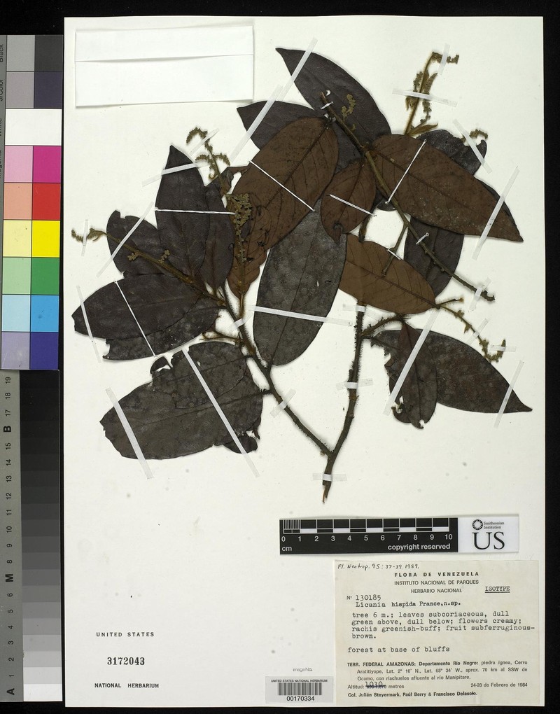 Hymenopus hispidus photo 2