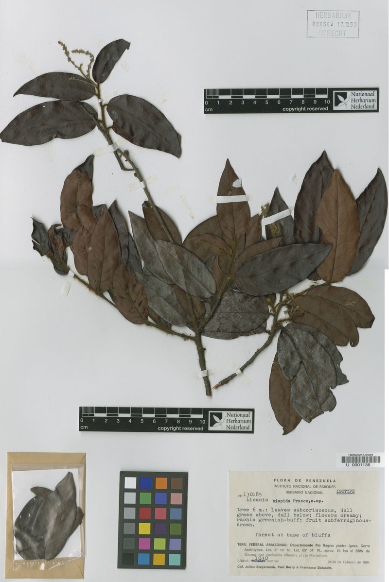 Hymenopus hispidus photo 3