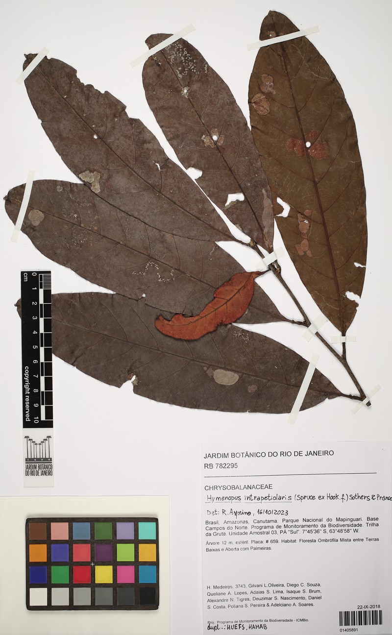 Hymenopus intrapetiolaris