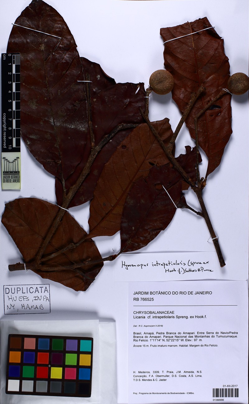 Hymenopus intrapetiolaris photo 2