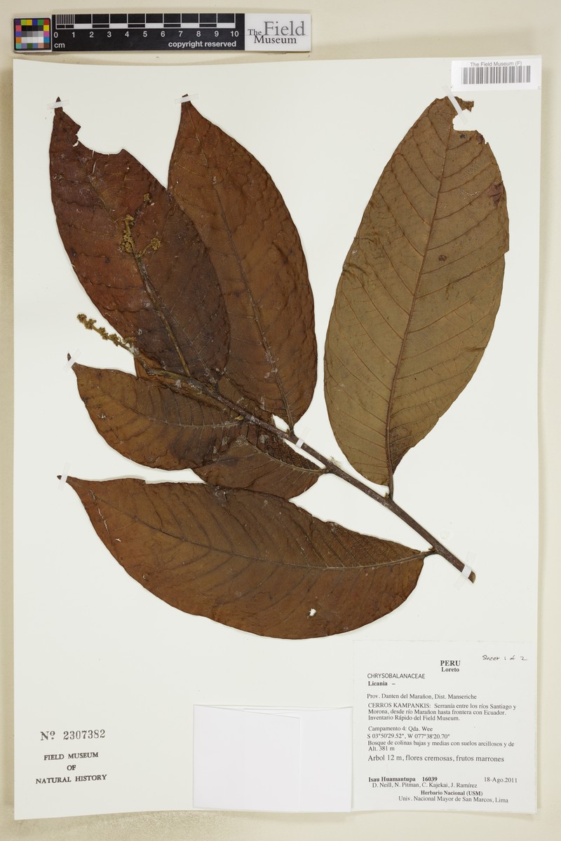 Hymenopus krukovii