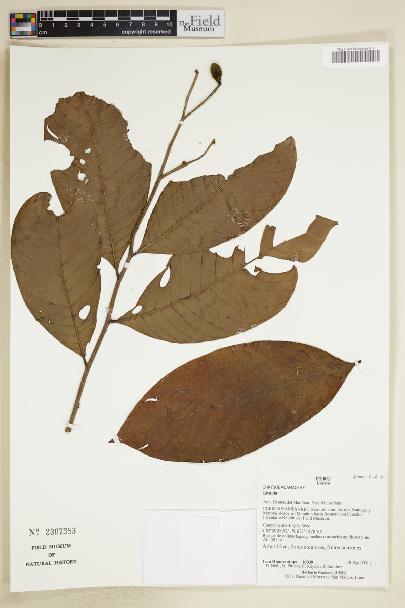 Hymenopus krukovii photo 2