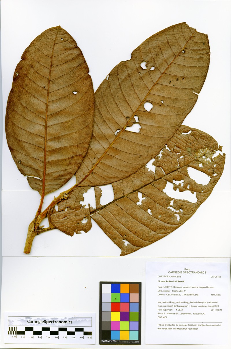 Hymenopus krukovii photo 3