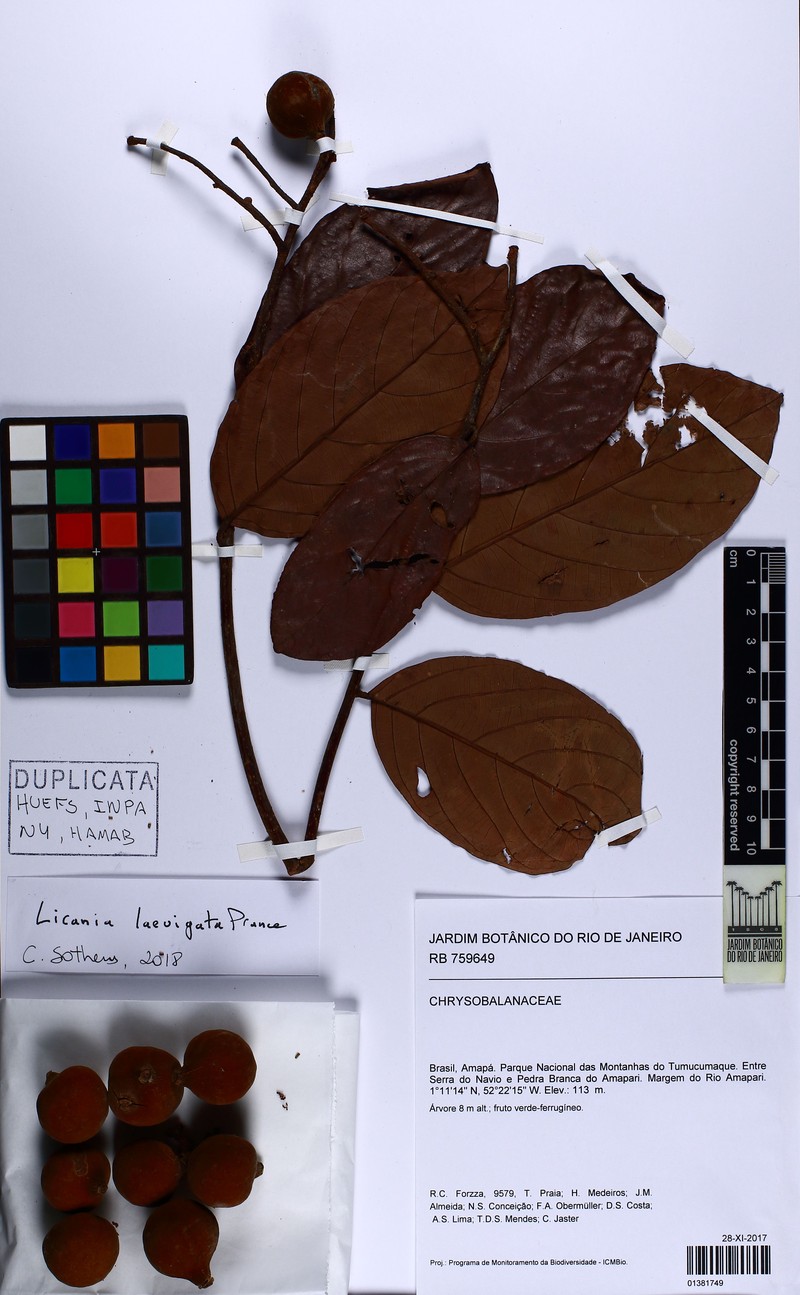 Hymenopus laevigatus
