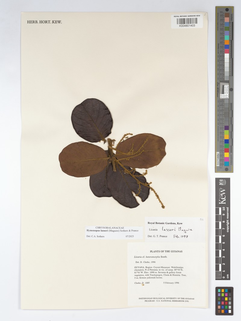 Hymenopus lasseri photo 2