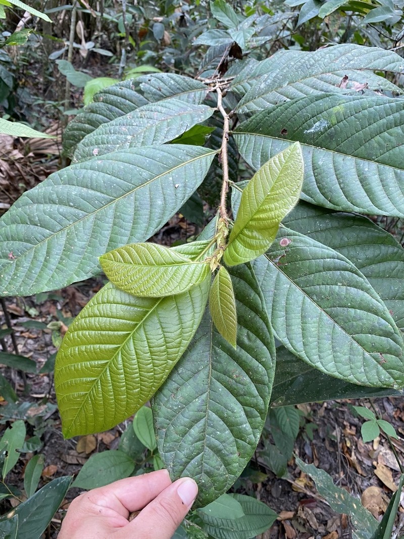 Hymenopus latifolius photo 2