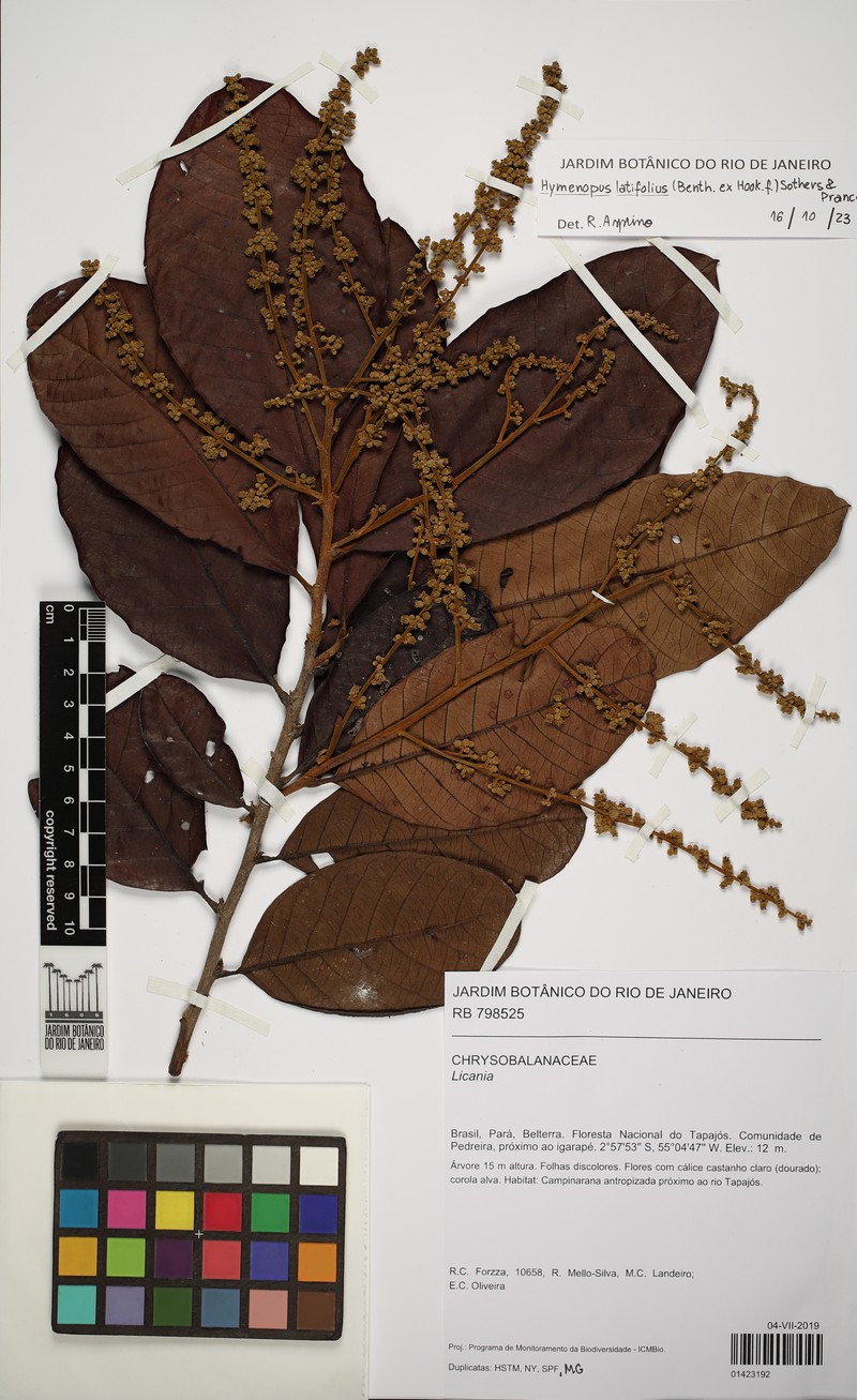Hymenopus latifolius photo 4