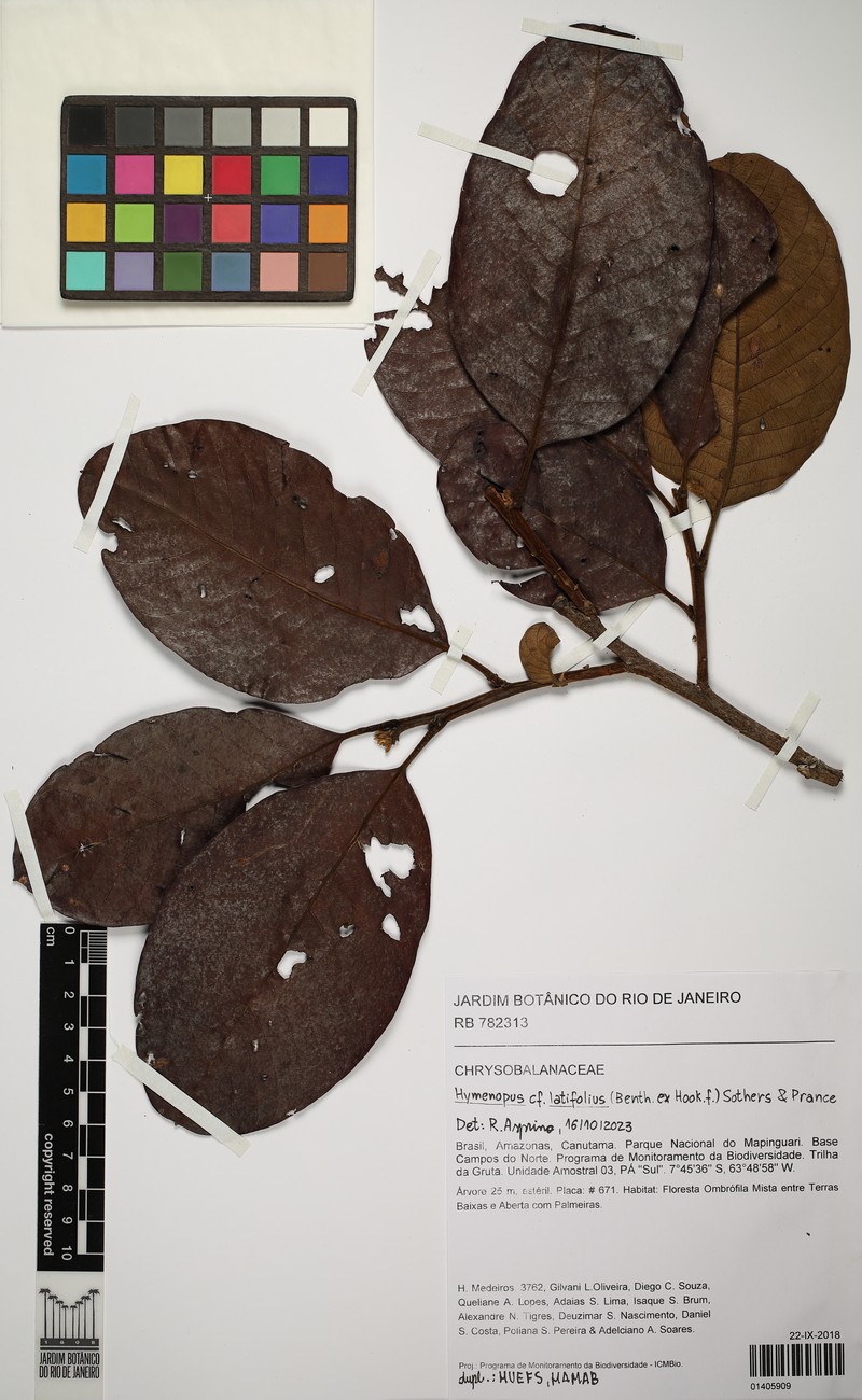 Hymenopus latifolius photo 5