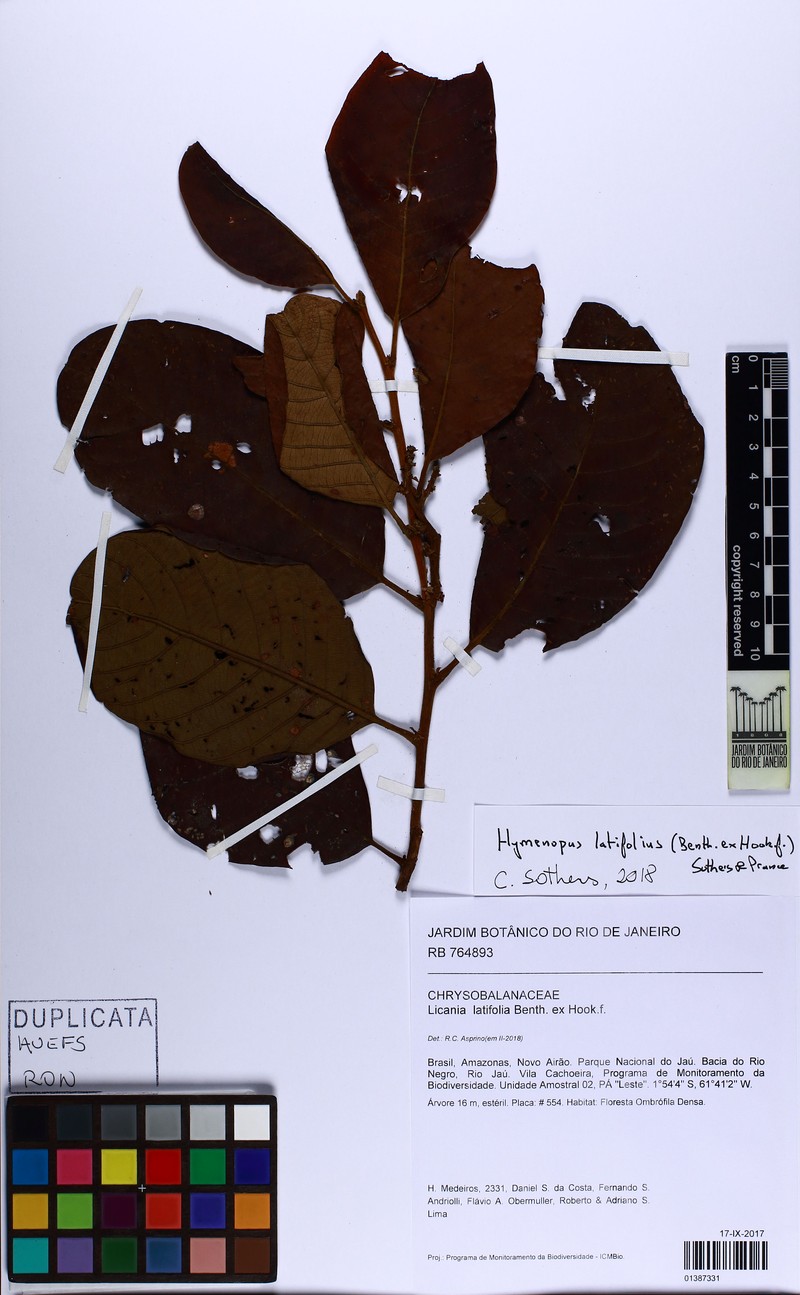 Hymenopus latifolius photo 6