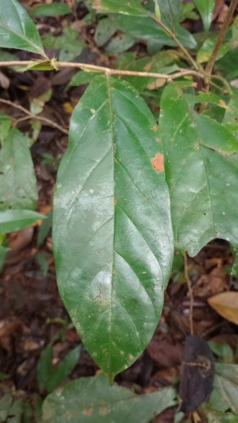 Hymenopus latistipulus
