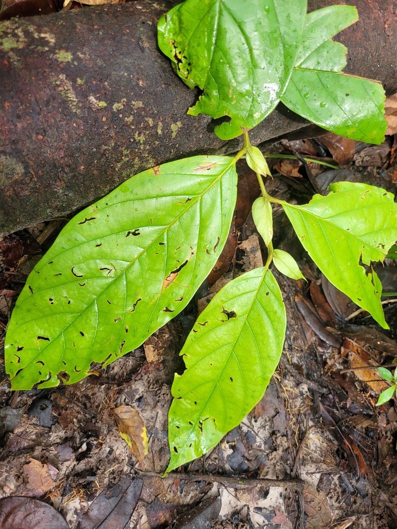 Hymenopus latistipulus photo 2