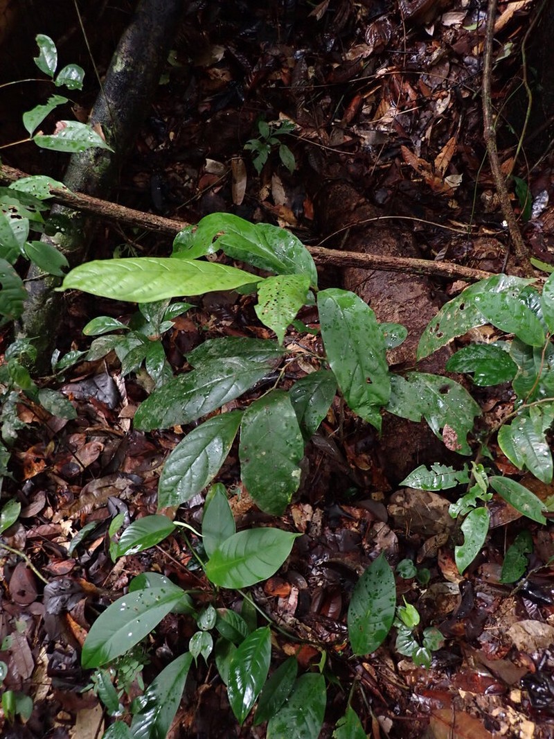 Hymenopus latistipulus photo 3