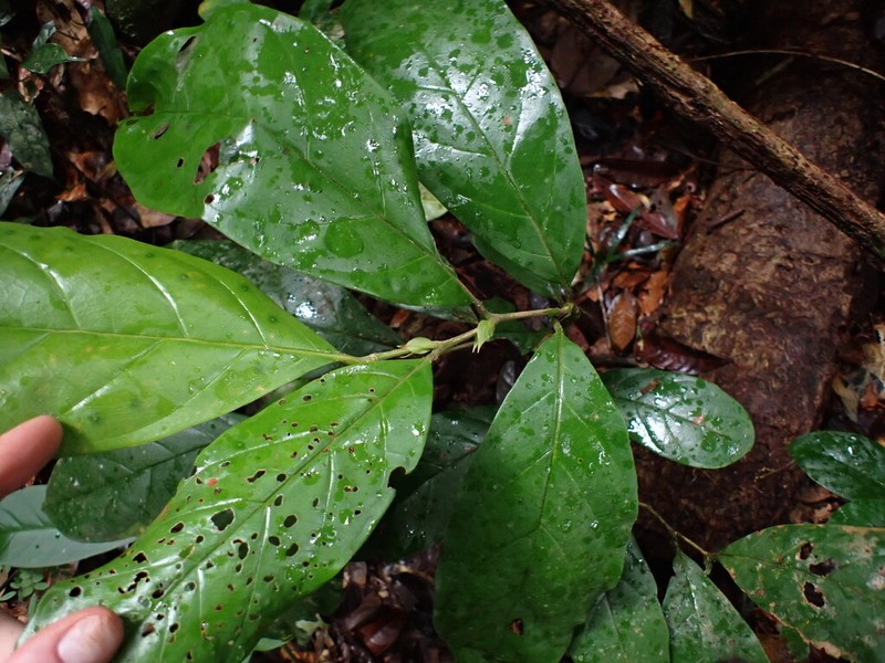 Hymenopus latistipulus photo 4