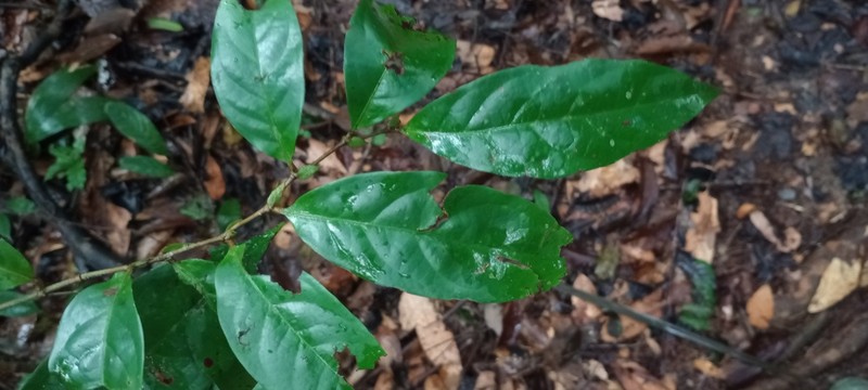 Hymenopus latistipulus photo 5