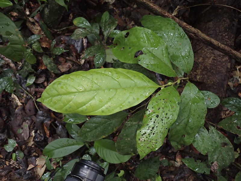 Hymenopus latistipulus photo 6