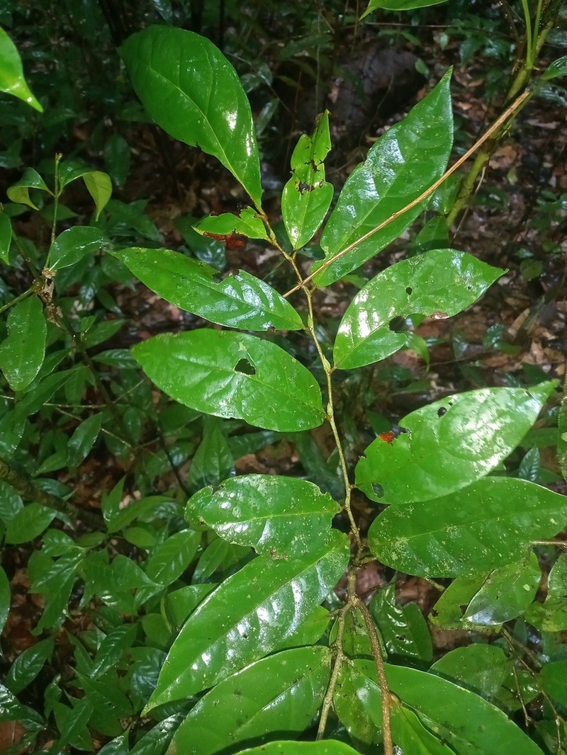 Hymenopus latistipulus photo 7