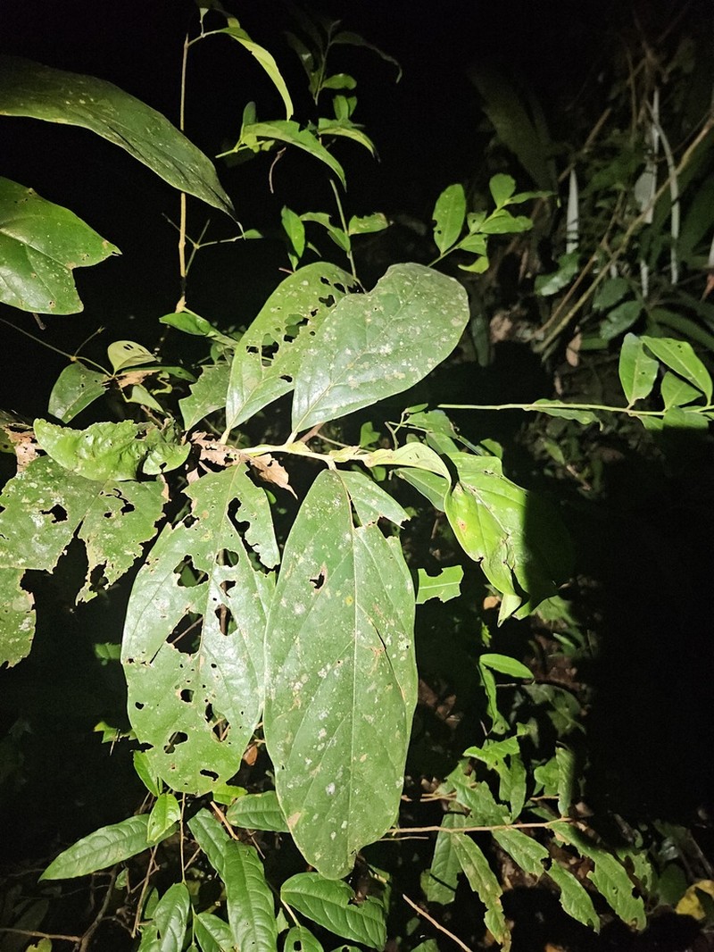 Hymenopus latistipulus photo 8