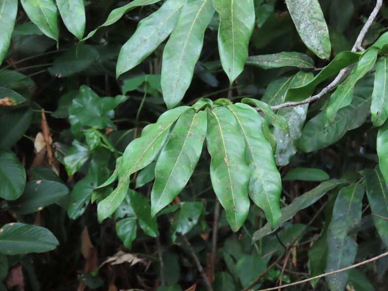 Hymenopus macrophyllus photo 3