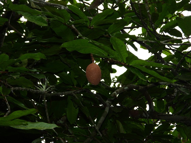 Hymenopus macrophyllus photo 6