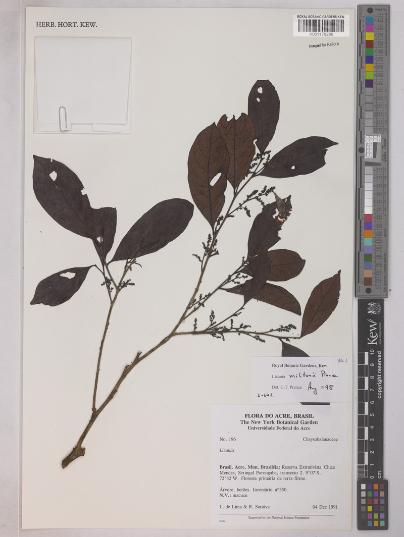 Hymenopus miltonii