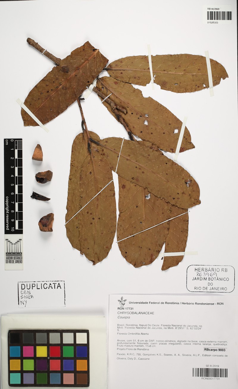 Hymenopus oblongifolius