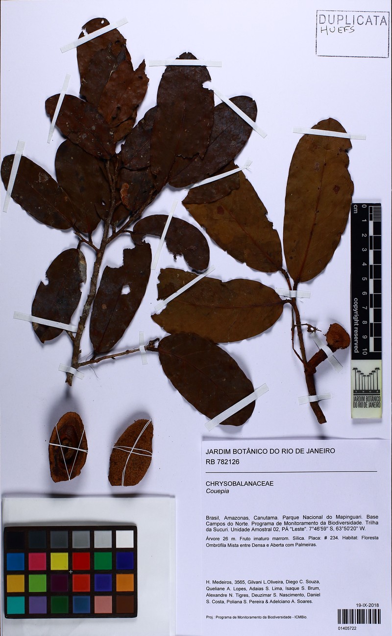 Hymenopus oblongifolius photo 2