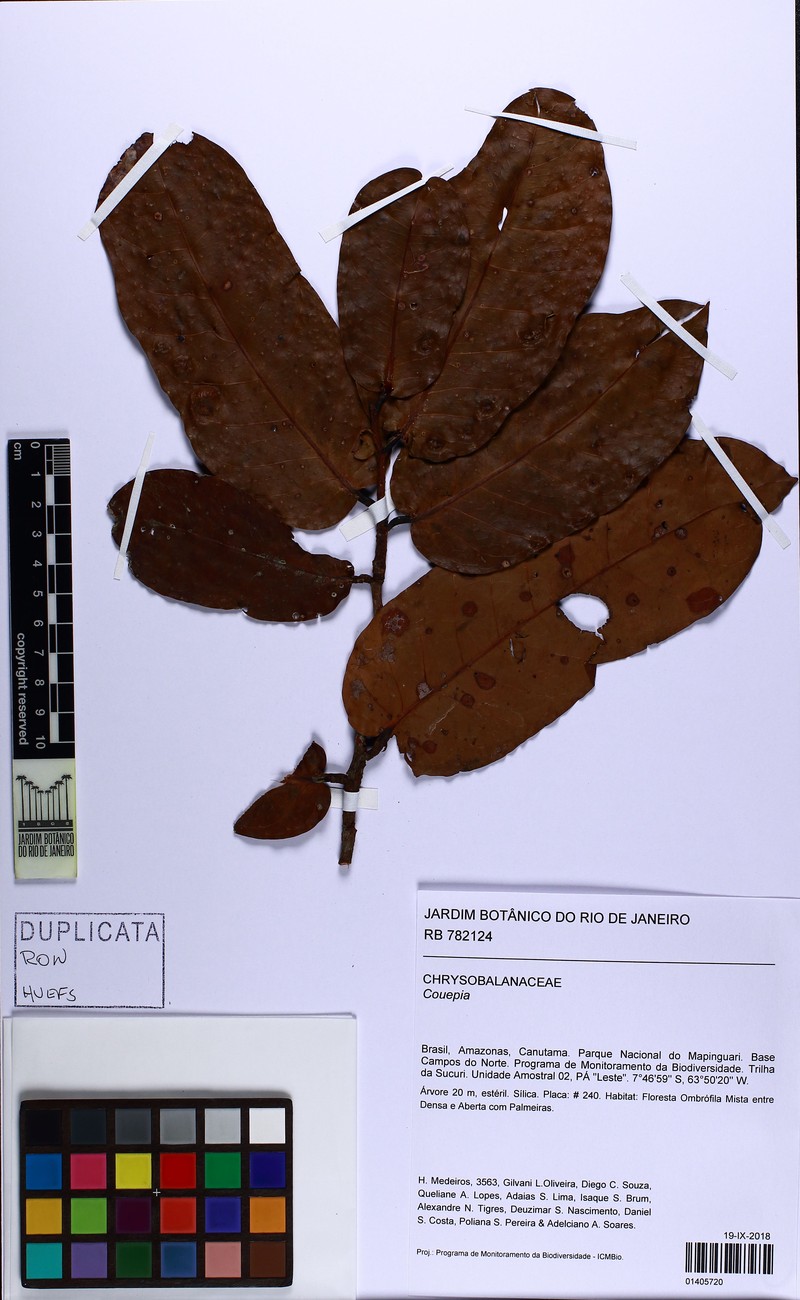 Hymenopus oblongifolius photo 3