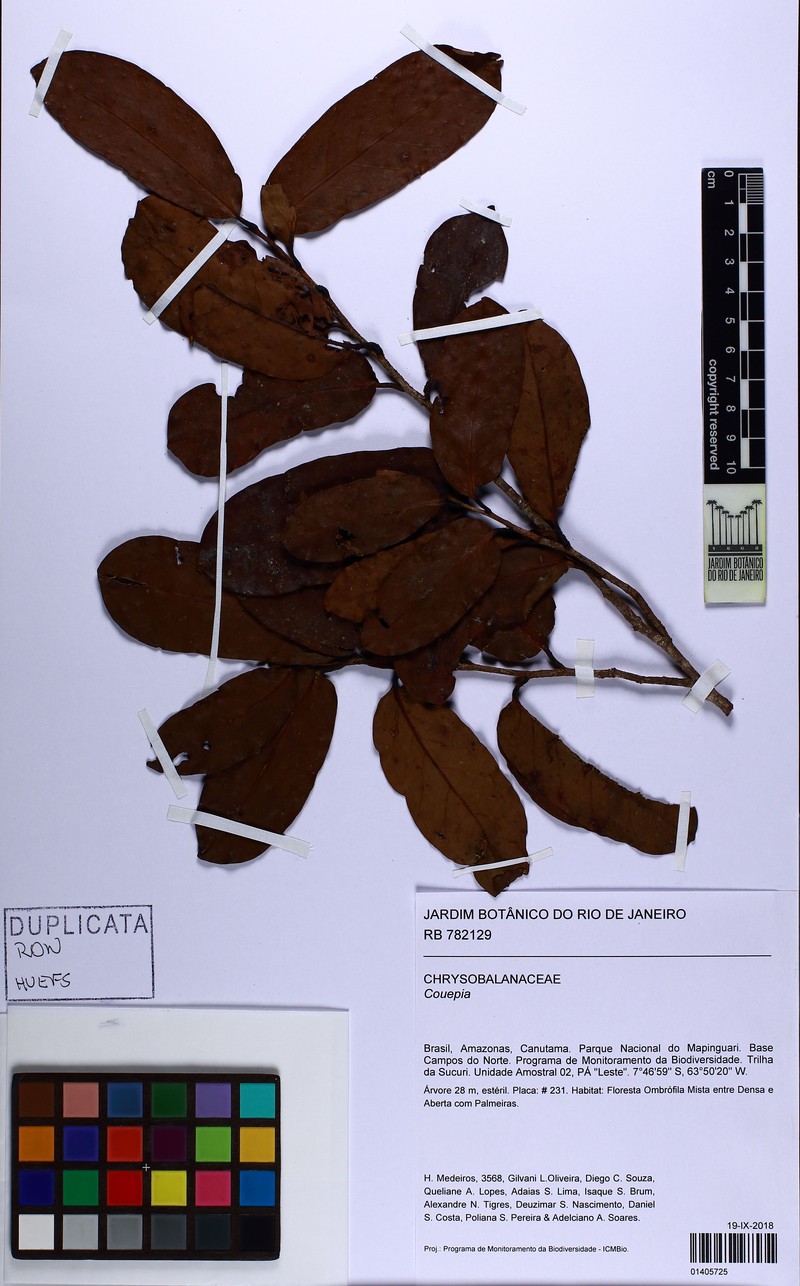 Hymenopus oblongifolius photo 4