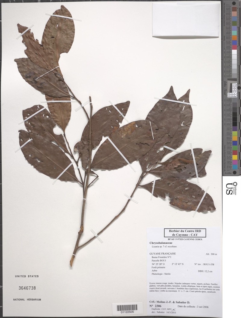 Hymenopus occultans