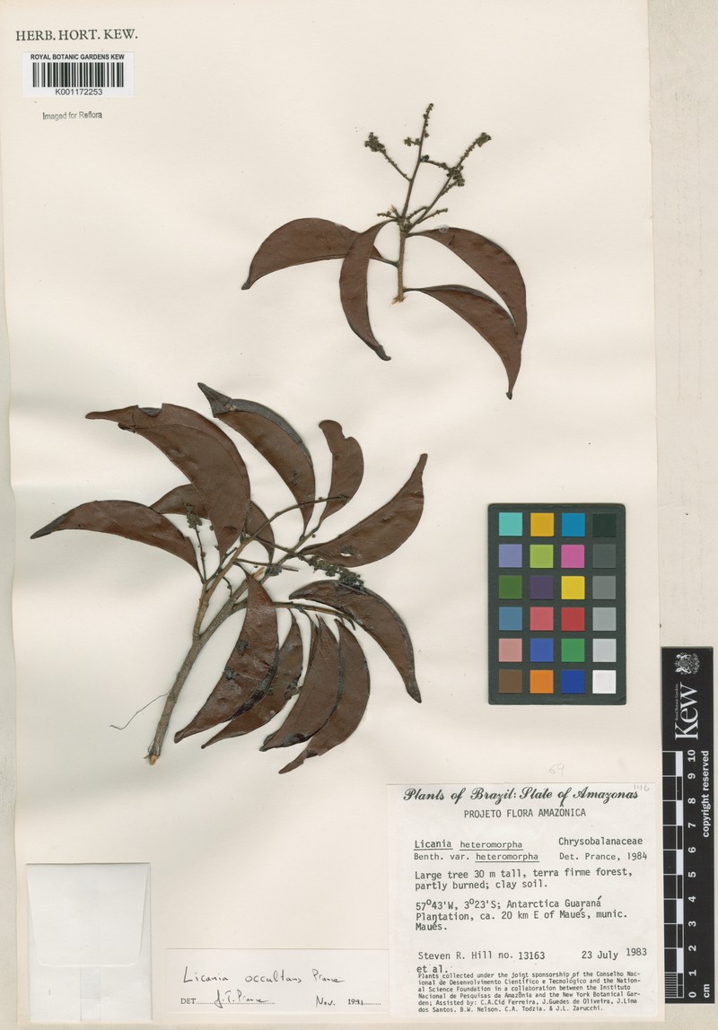 Hymenopus occultans photo 2