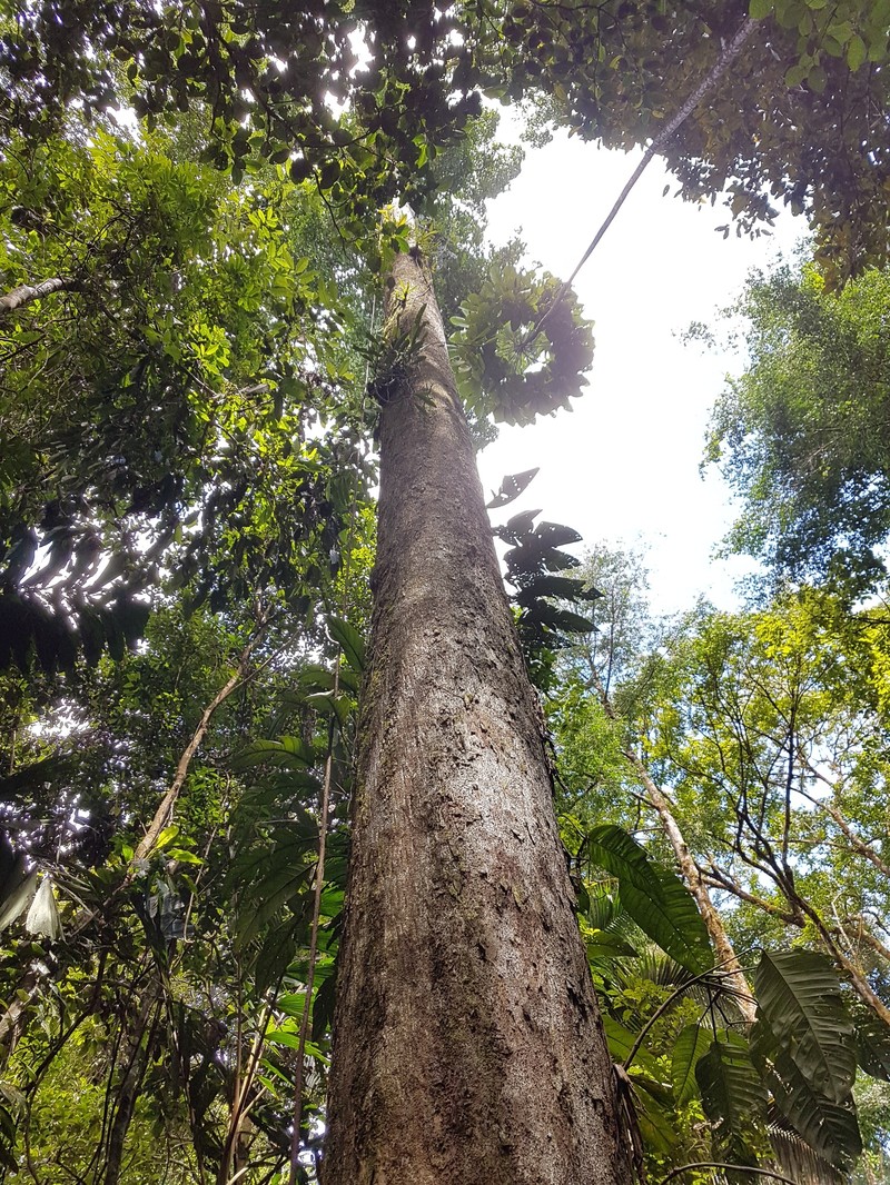 Hymenopus operculipetalus photo 2